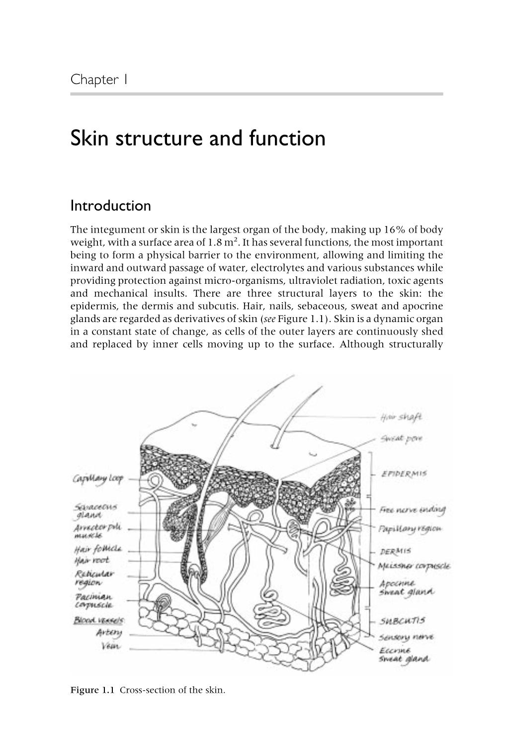 Skin Structure and Function