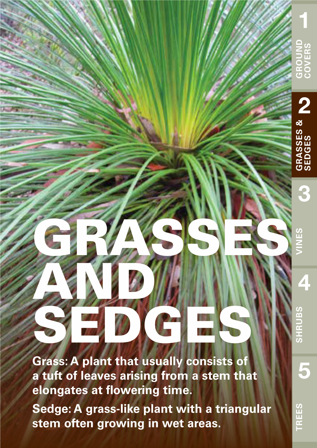 Grasses and Sedges