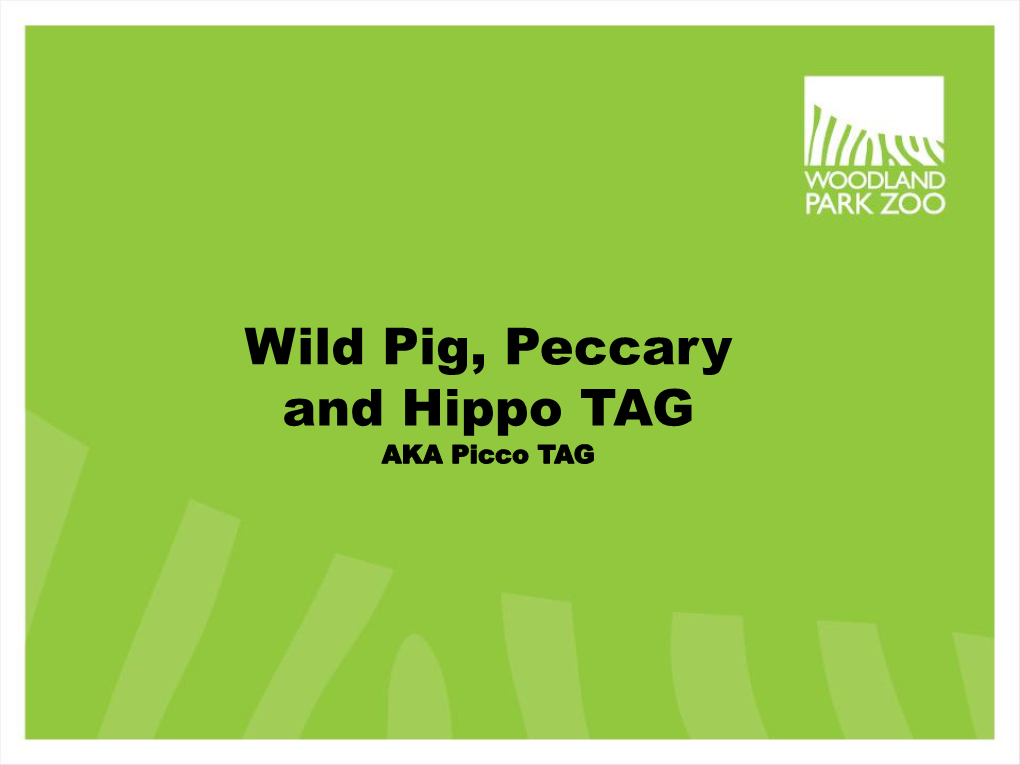 Wild Pig, Peccary and Hippo TAG AKA Picco TAG TAG Leadership