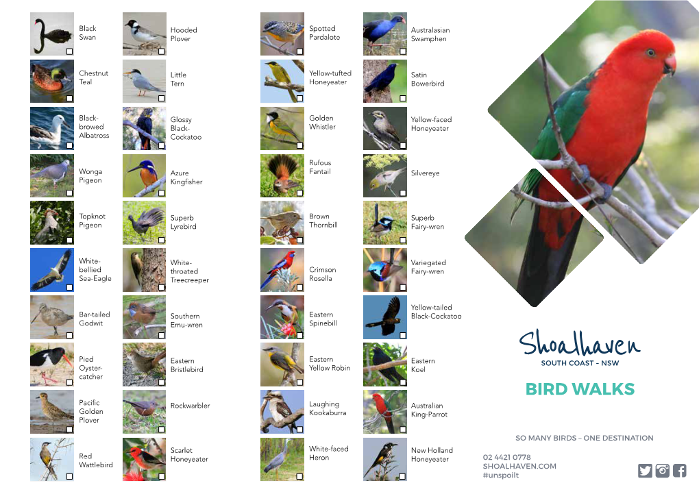 BIRD WALKS Pacific Rockwarbler Laughing Australian Golden Kookaburra King-Parrot Plover