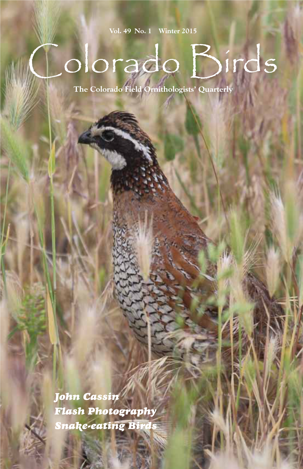 Colorado Birds the Colorado Field Ornithologists’ Quarterly