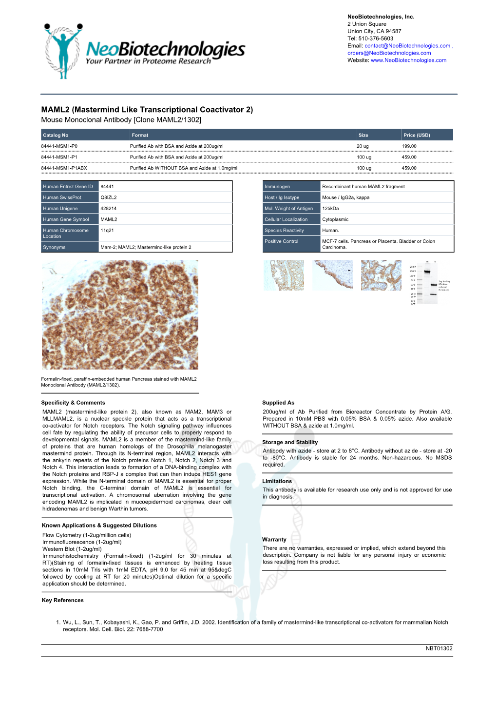 MAML2 (Mastermind Like Transcriptional Coactivator 2) Mouse Monoclonal Antibody [Clone MAML2/1302]