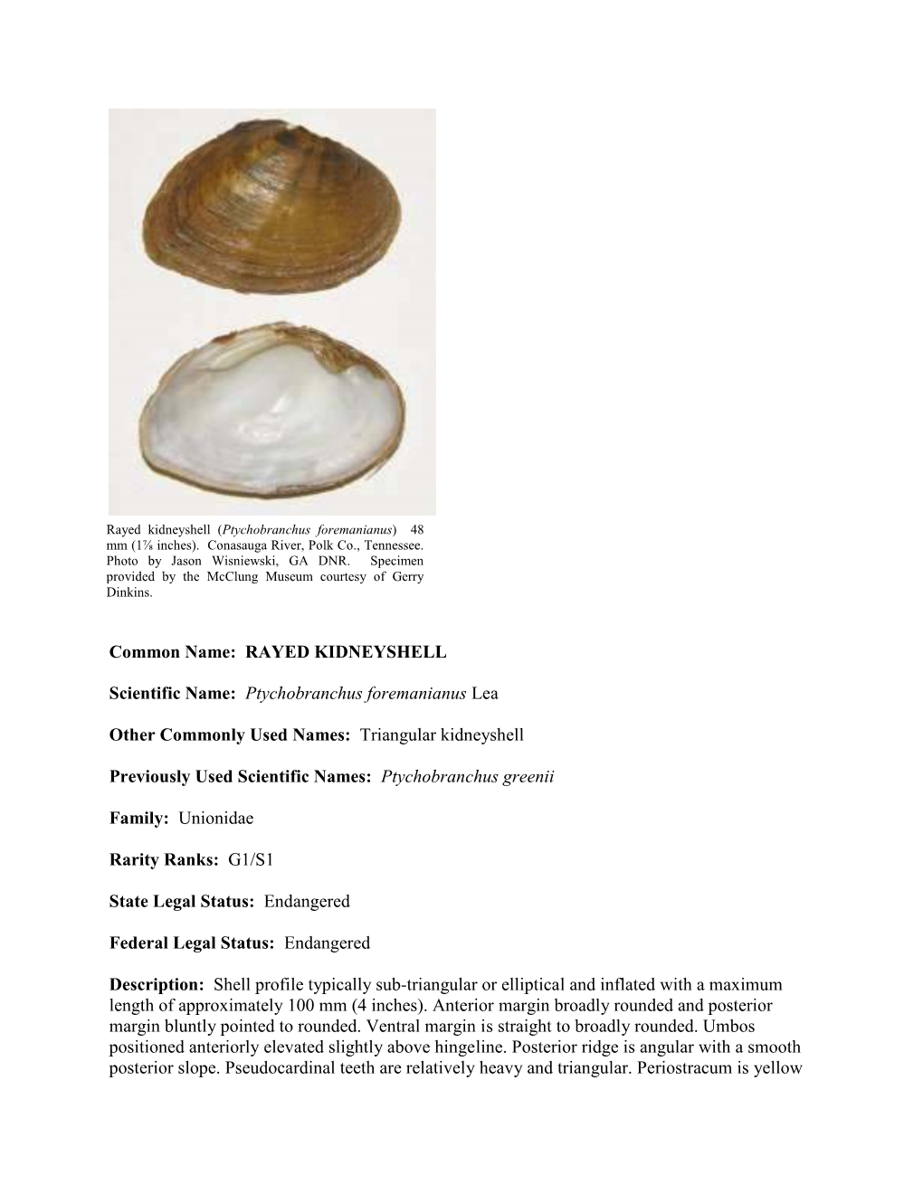 RAYED KIDNEYSHELL Scientific Name: Ptychobranchus