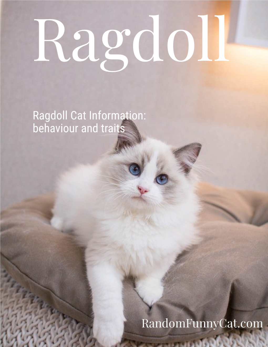 Ragdoll Cat Information: Behaviour and Traits