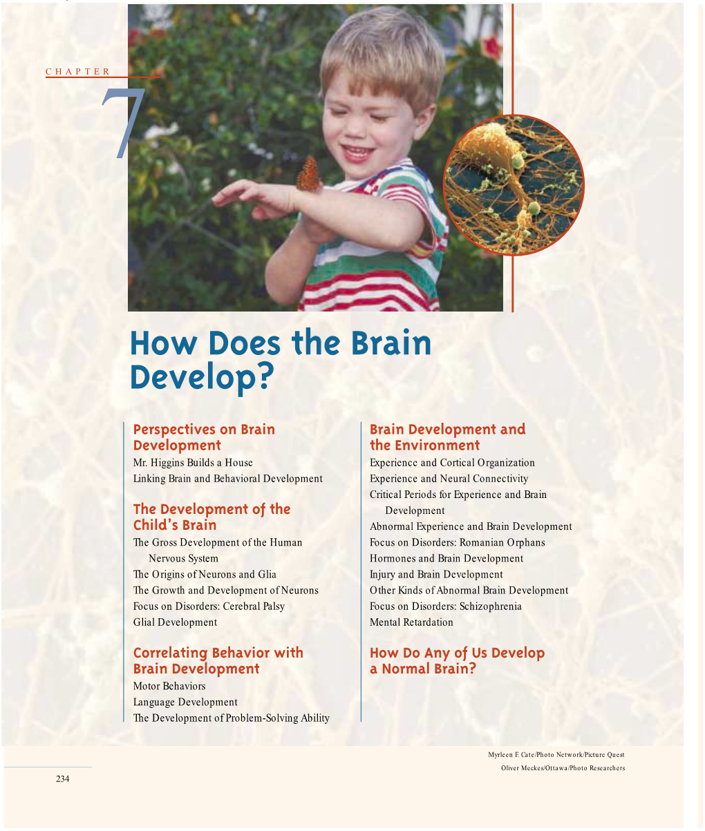 How Does the Brain Develop?