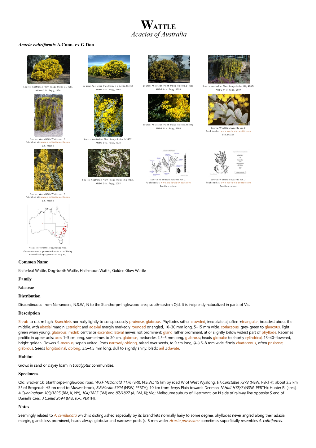 Acacia Cultriformis A.Cunn