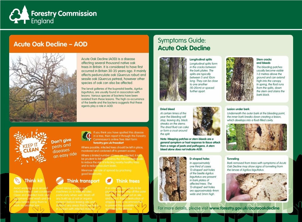 Acute Oak Decline – AOD Acute Oak Decline