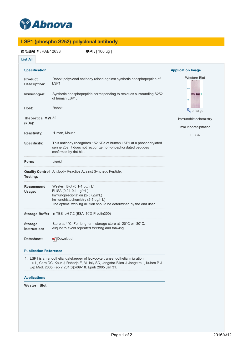 LSP1 (Phospho S252) Polyclonal Antibody