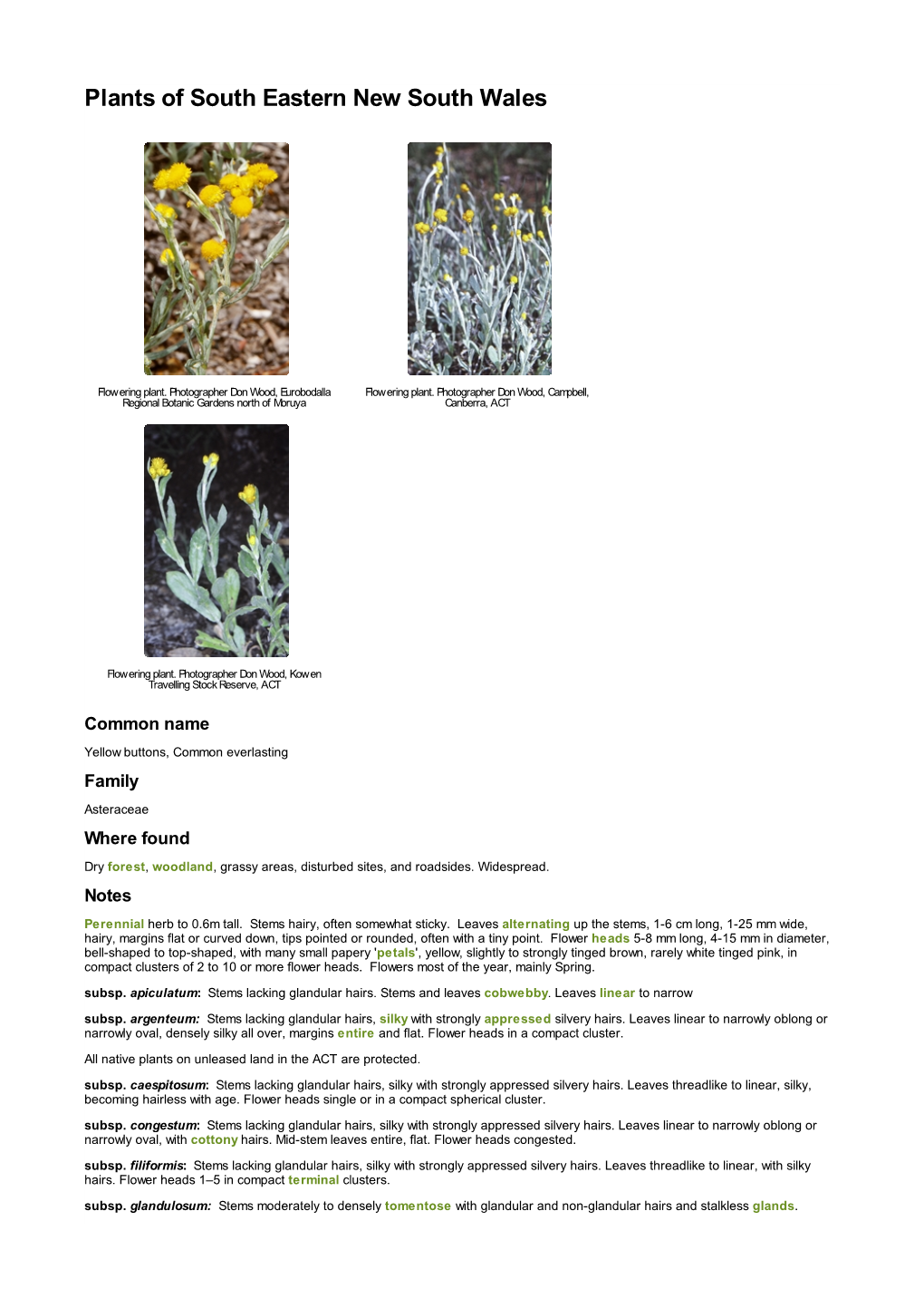 Chrysocephalum Apiculatum and with Semipapposum (Asteraceae: Gnaphalieae)