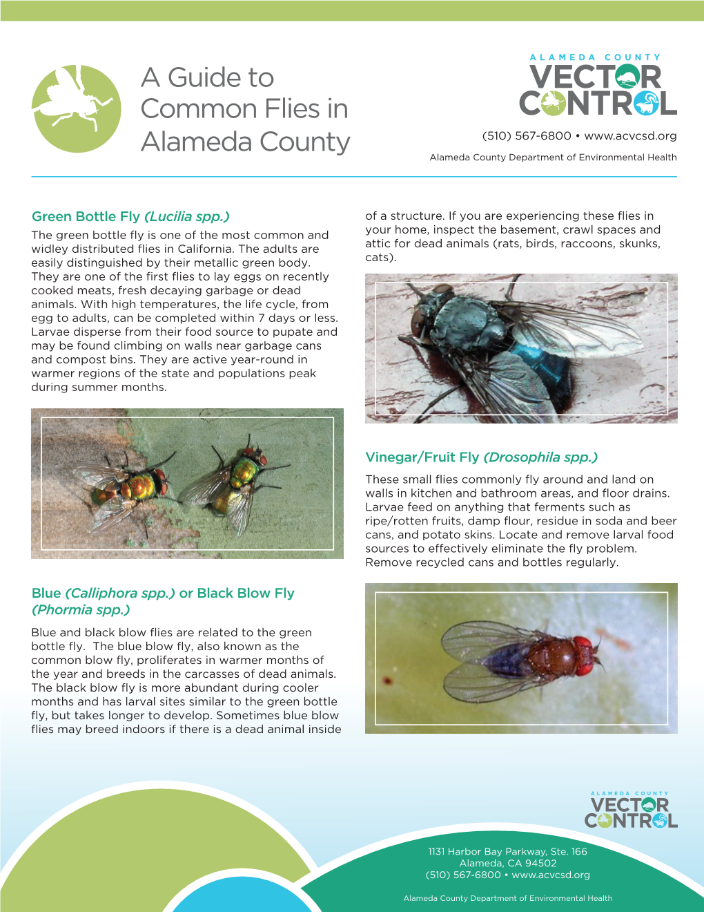 Common Flies in Alameda County (510) 567-6800 • Alameda County Department of Environmental Health