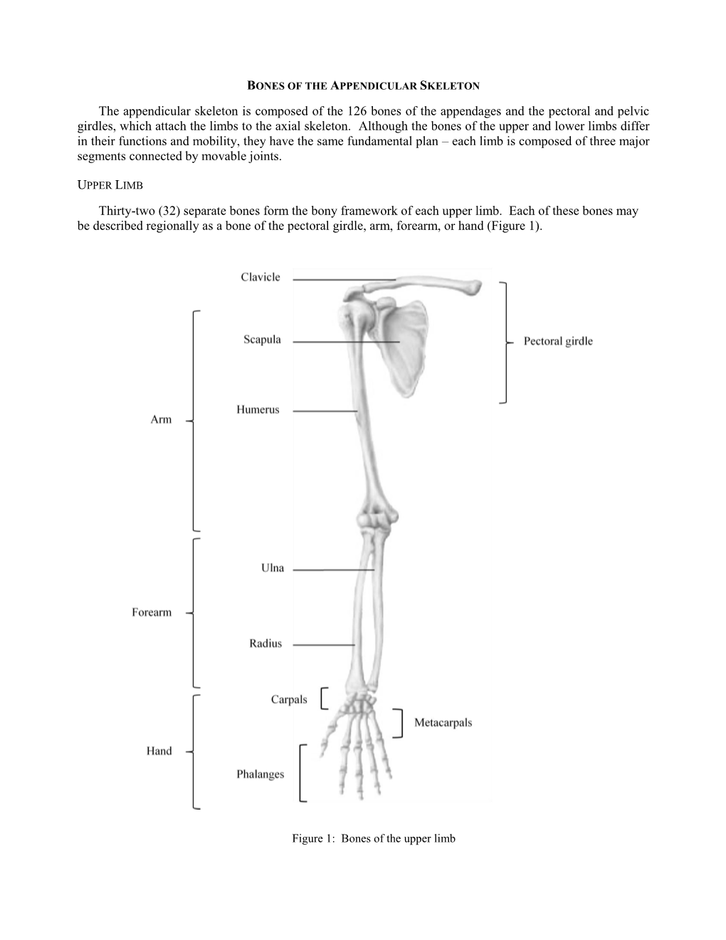 The Appendicular Skeleton Is Composed of the 126 Bones of the Appendages and the Pectoral and Pelvic Girdles, Which Attach the Limbs to the Axial Skeleton