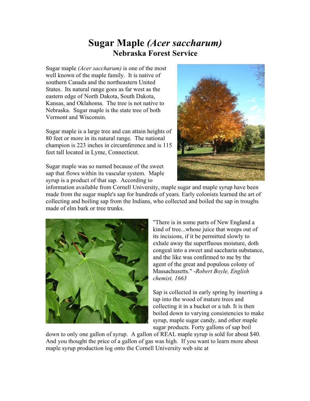 Sugar Maple (Acer Saccharum) Nebraska Forest Service