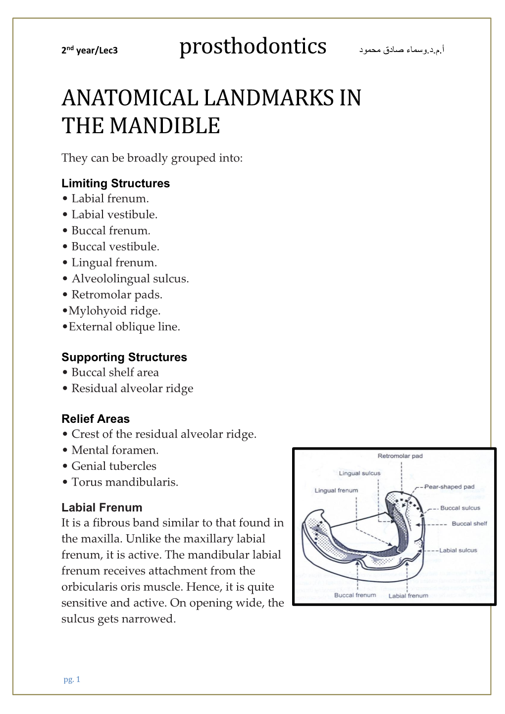 Anatomical Landmarks in the Mandible
