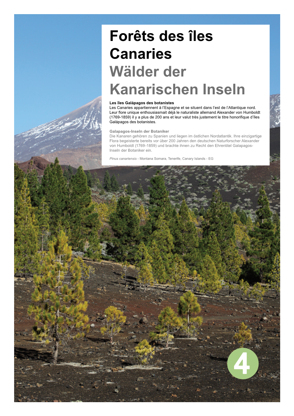 Forêts Des Îles Canaries Wälder Der Kanarischen Inseln