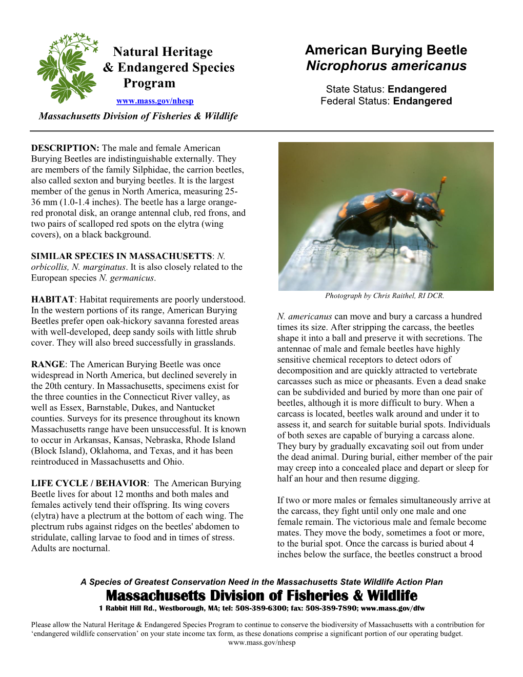 American Burying Beetle & Endangered Species Nicrophorus Americanus