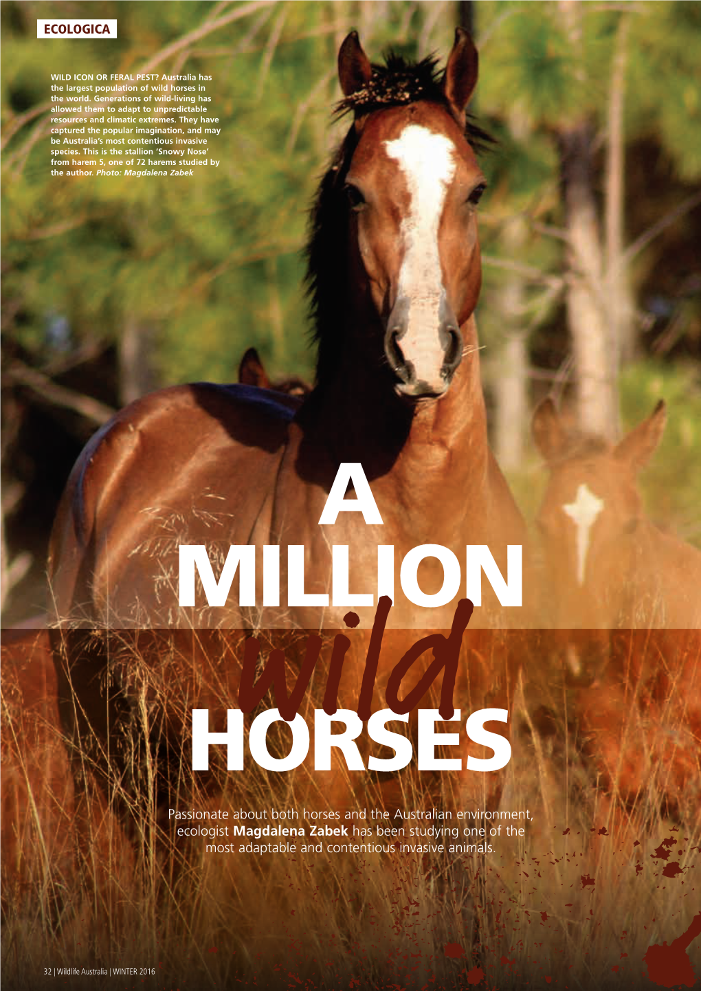 Passionate About Both Horses and the Australian Environment, Ecologist Magdalena Zabek Has Been Studying One of the Most Adaptable and Contentious Invasive Animals