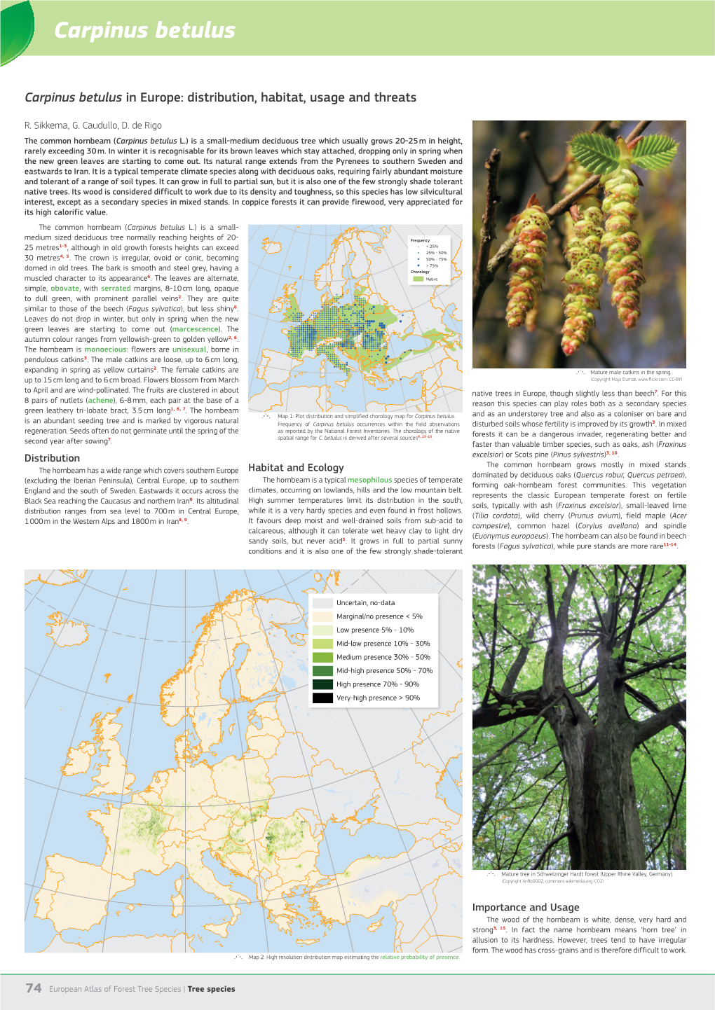 Carpinus Betulus