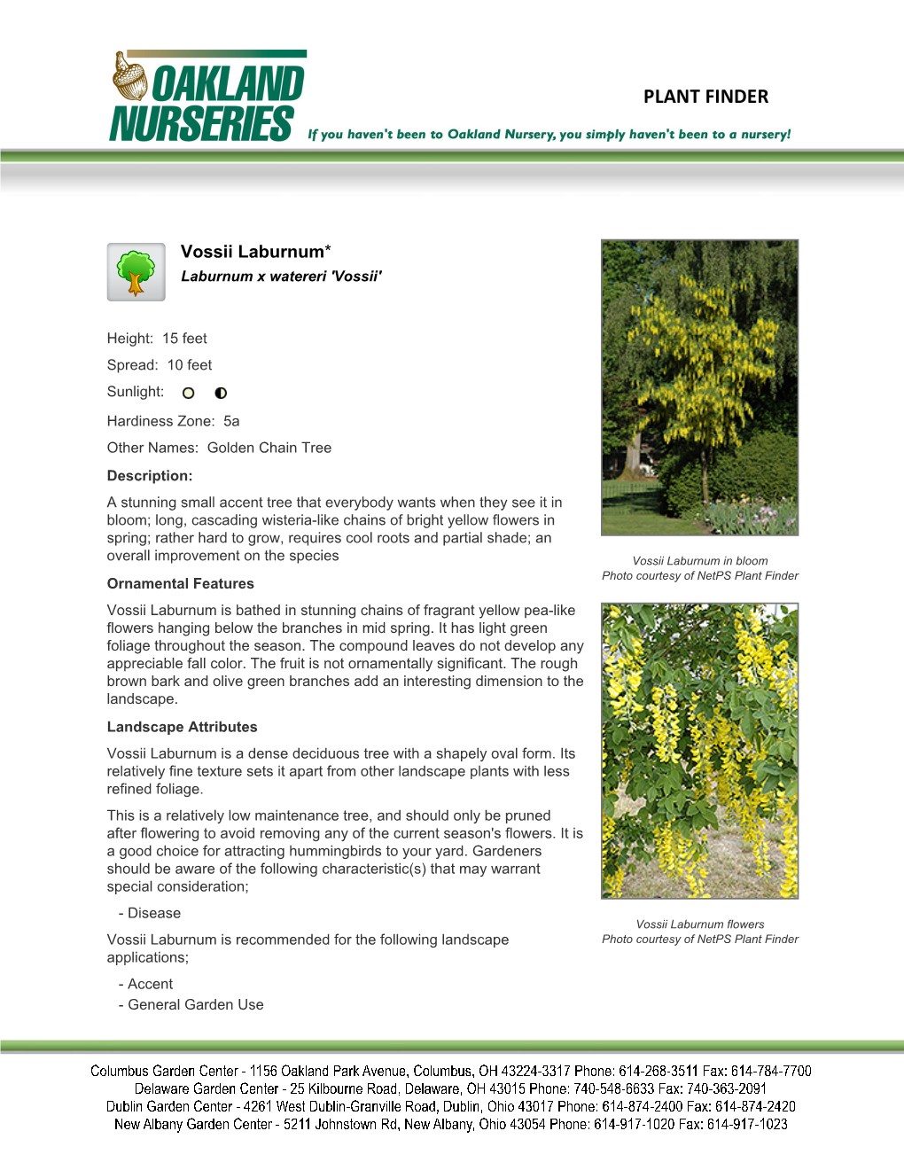 Oakland Nurseries Inc Vossii Laburnum