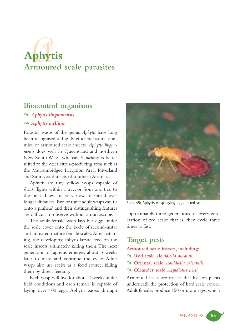 Aphytisa Armoured Scale Parasites