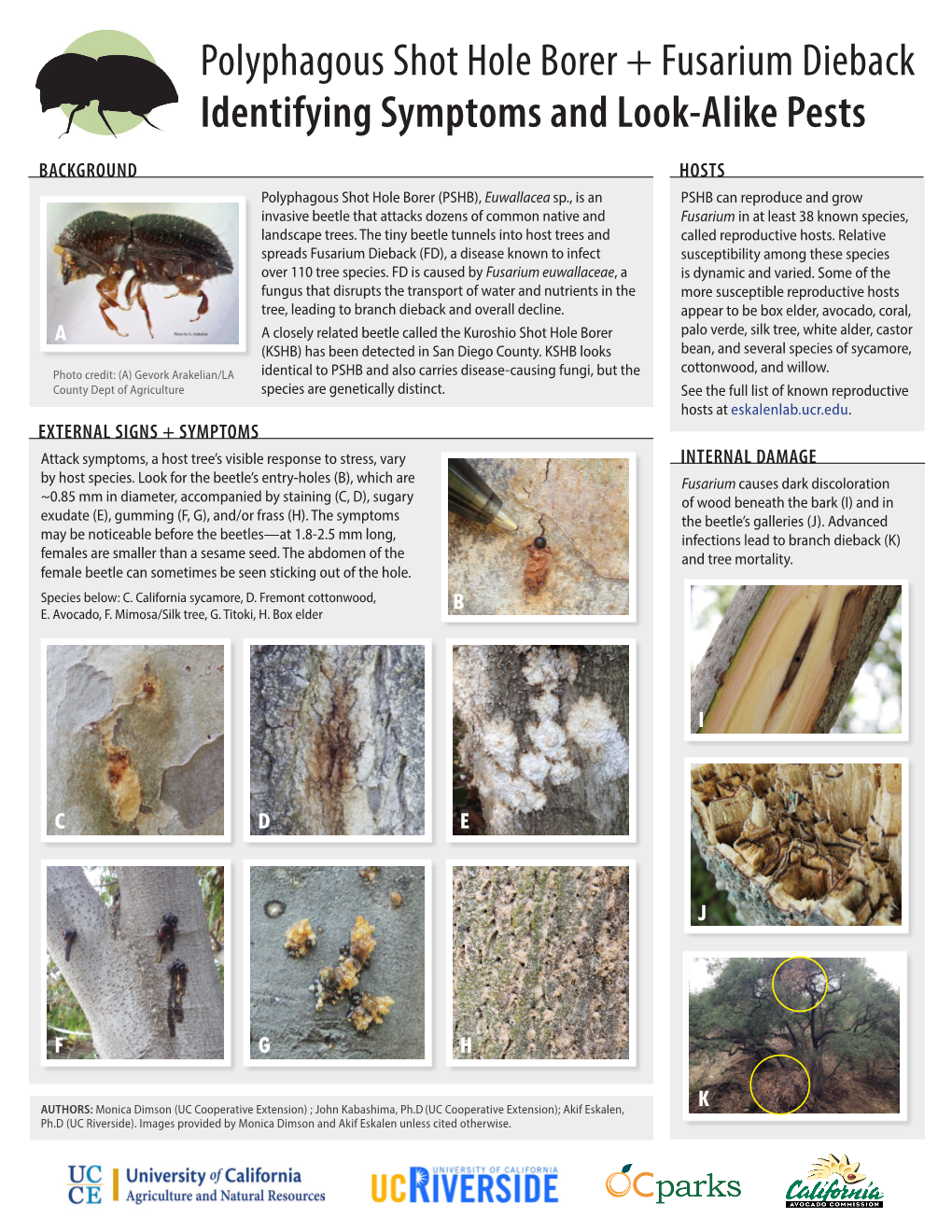 Polyphagous Shot Hole Borer + Fusarium Dieback Identifying Symptoms and Look-Alike Pests