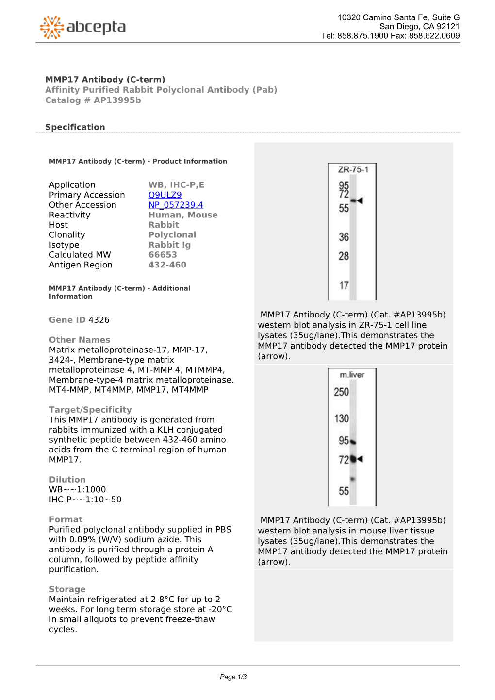 MMP17 Antibody (C-Term) Affinity Purified Rabbit Polyclonal Antibody (Pab) Catalog # Ap13995b