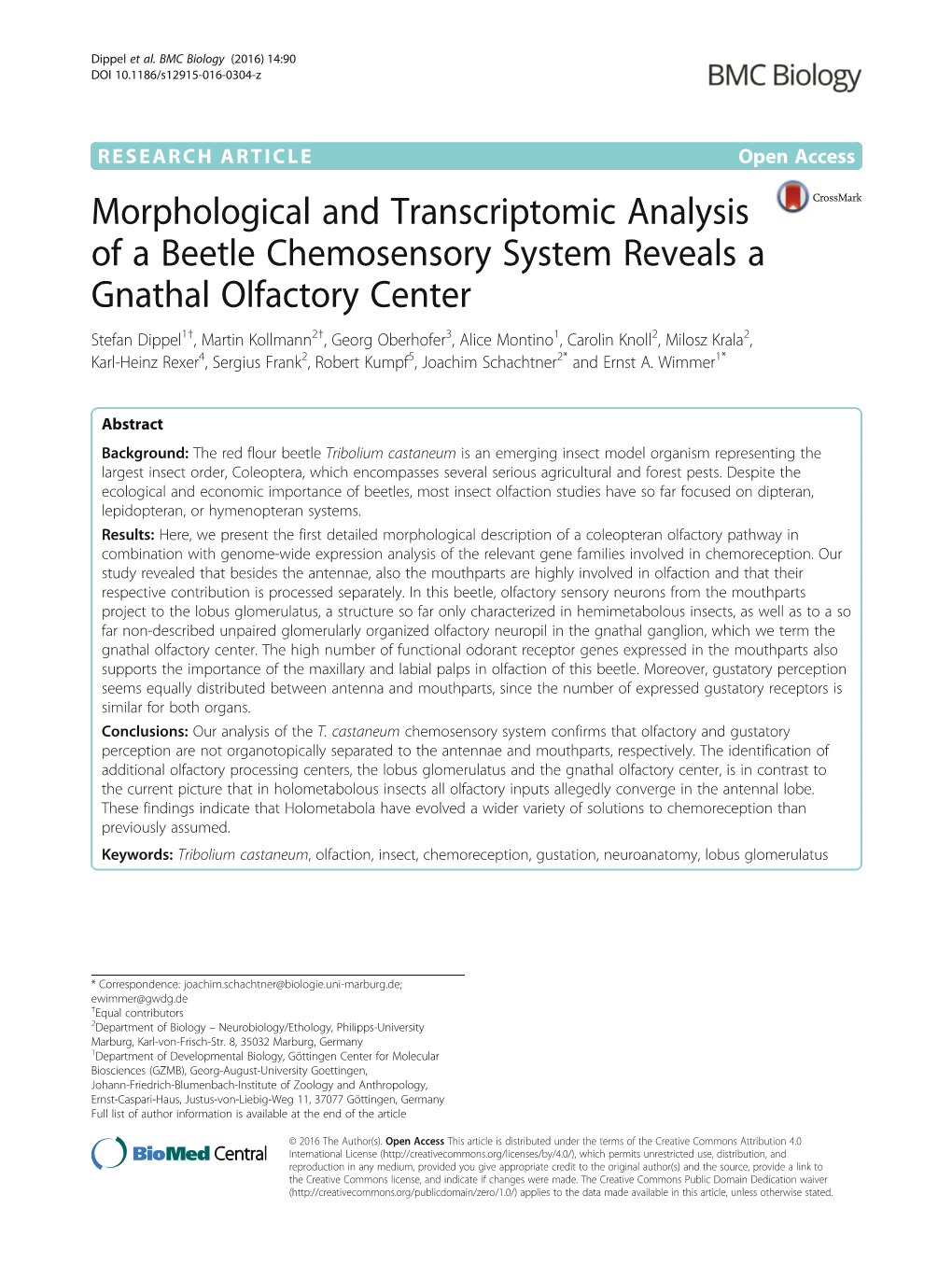 Morphological and Transcriptomic Analysis of a Beetle Chemosensory