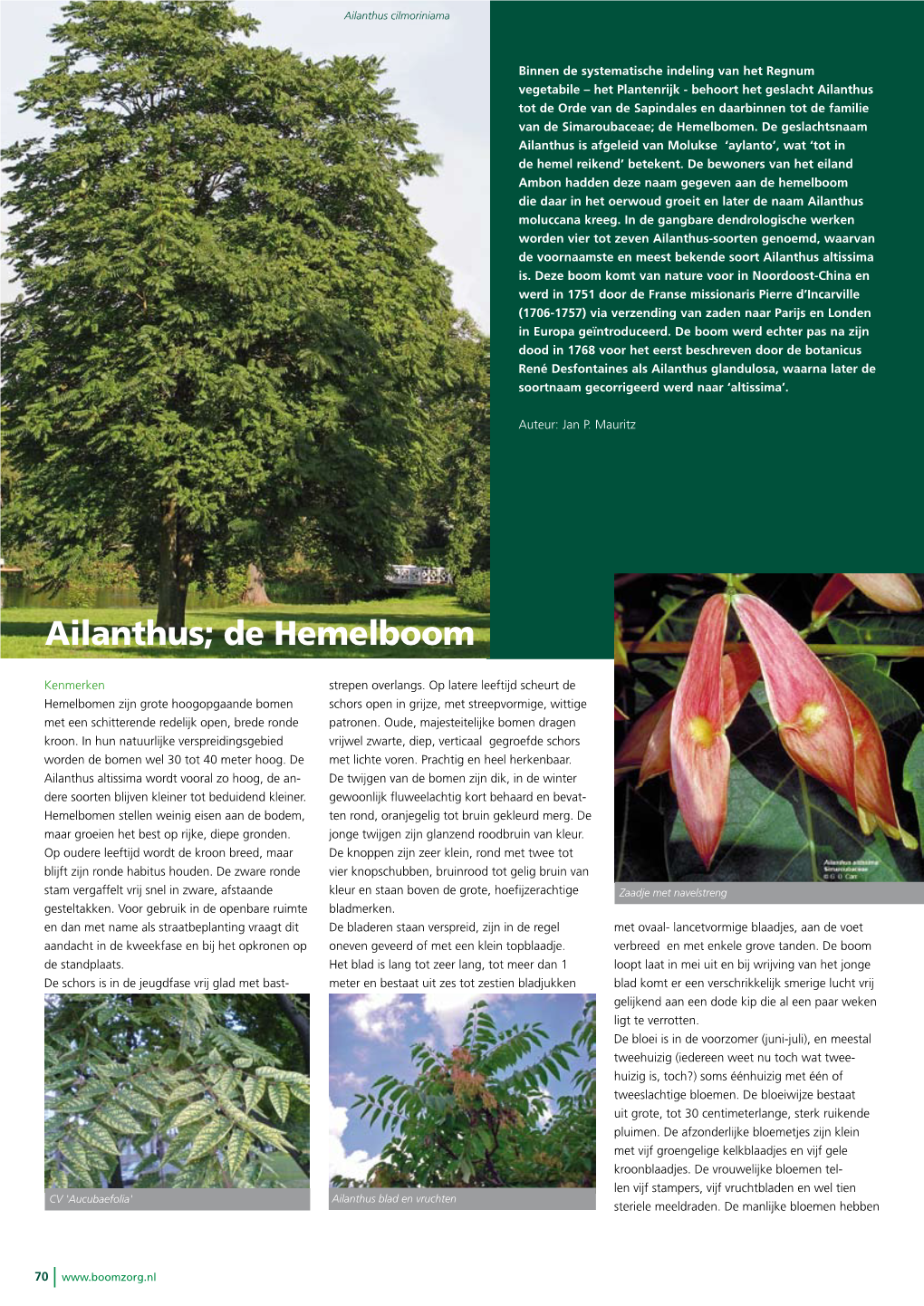 Ailanthus; De Hemelboom