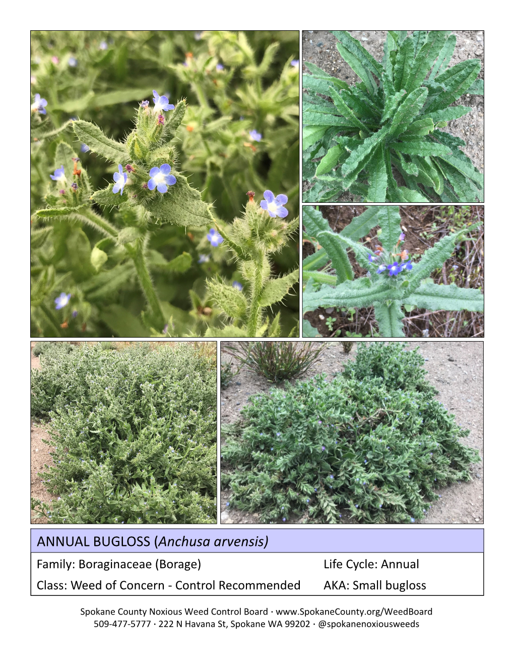 ANNUAL BUGLOSS (Anchusa Arvensis) Family: Boraginaceae (Borage) Life Cycle: Annual Class: Weed of Concern - Control Recommended AKA: Small Bugloss