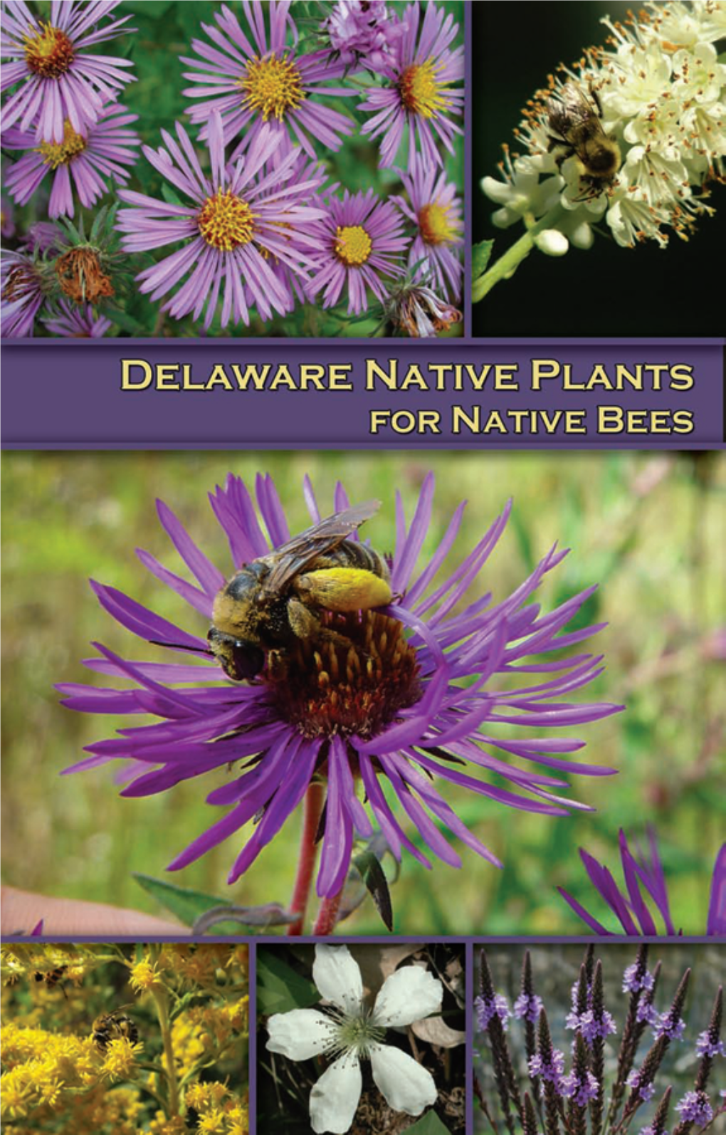 Delaware Native Plants for Native Bees