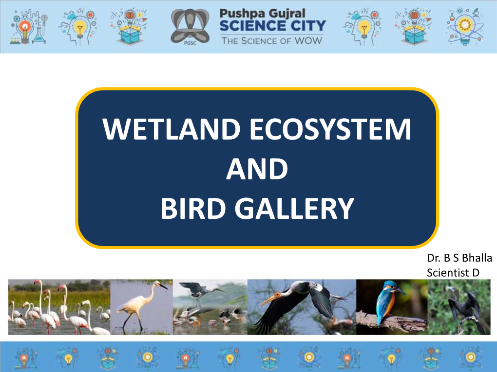 Wetland Ecosystem and Bird Gallery