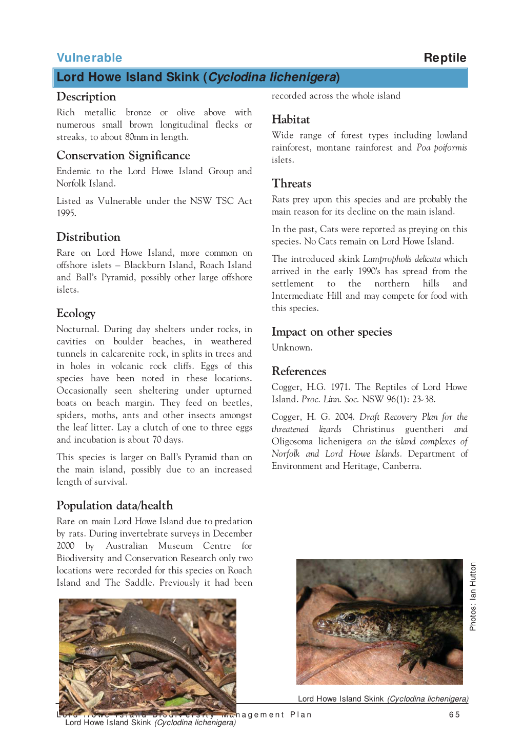 Reptile Lord Howe Island Skink (Cyclodina Lichenigera) Description