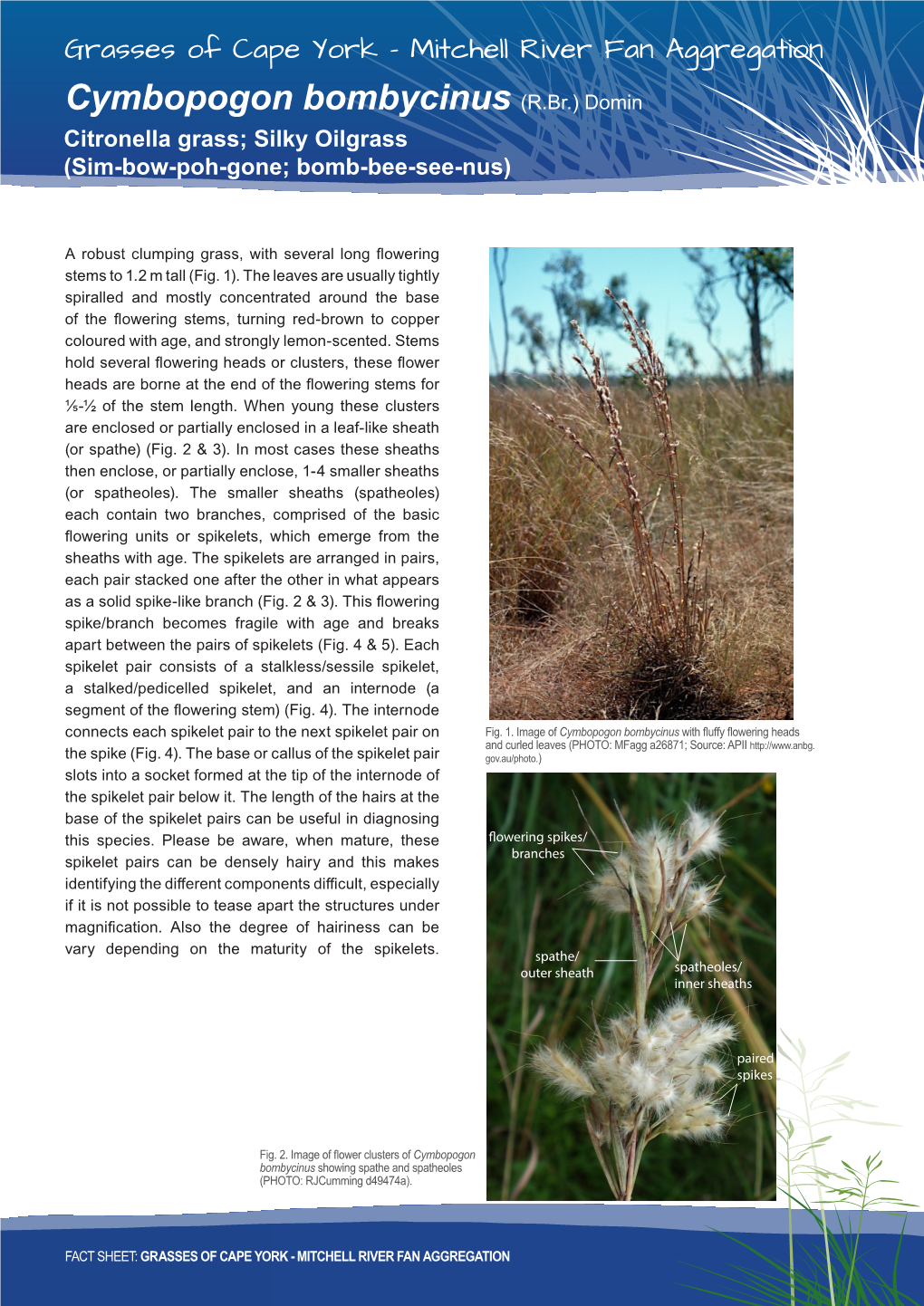 Cymbopogon Bombycinus (R.Br.) Domin Citronella Grass; Silky Oilgrass (Sim-Bow-Poh-Gone; Bomb-Bee-See-Nus)