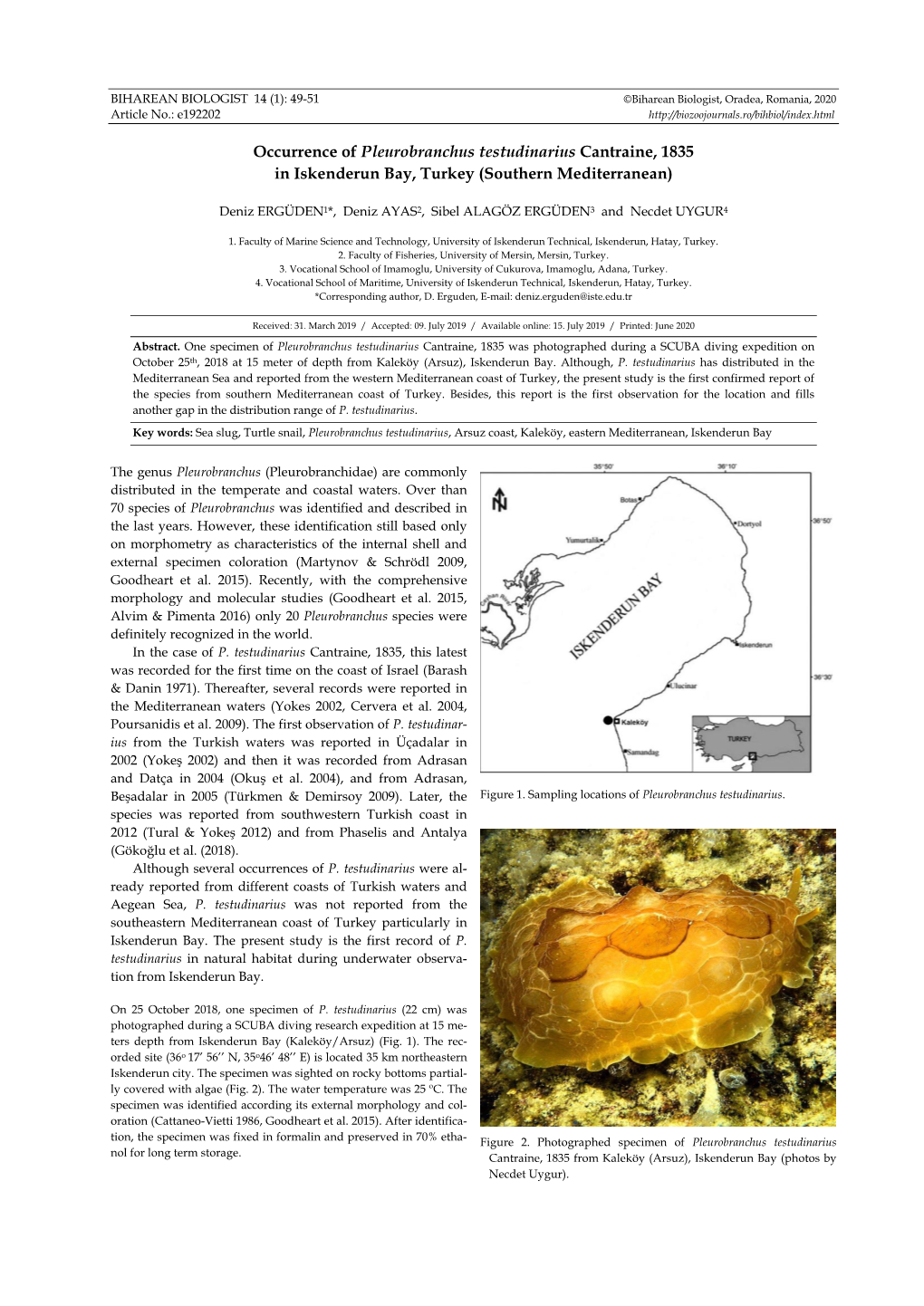 Occurrence of Pleurobranchus Testudinarius Cantraine, 1835 in Iskenderun Bay, Turkey (Southern Mediterranean)