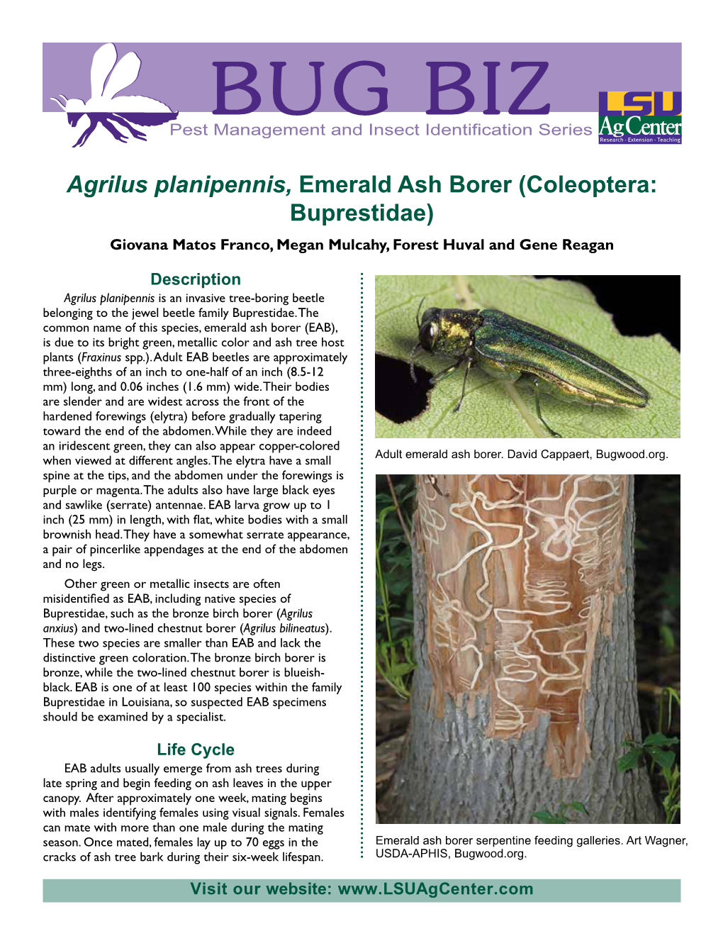 Agrilus Planipennis, Emerald Ash Borer (Coleoptera: Buprestidae) Giovana Matos Franco, Megan Mulcahy, Forest Huval and Gene Reagan