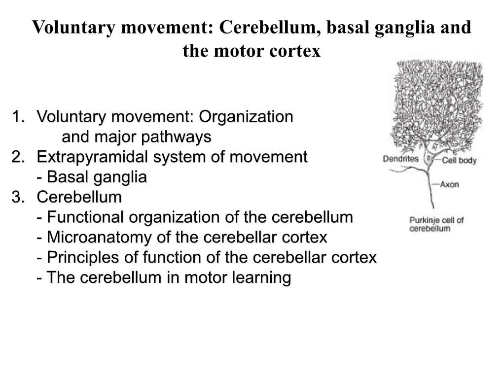 Cerebellum, Basal Ganglia and the Motor Cortex