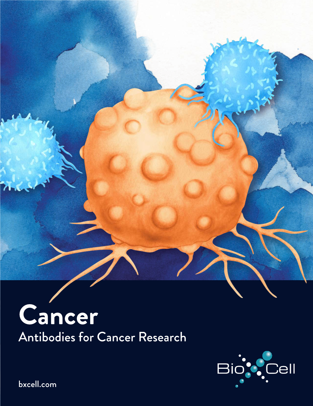 Cancer Antibodies for Cancer Research