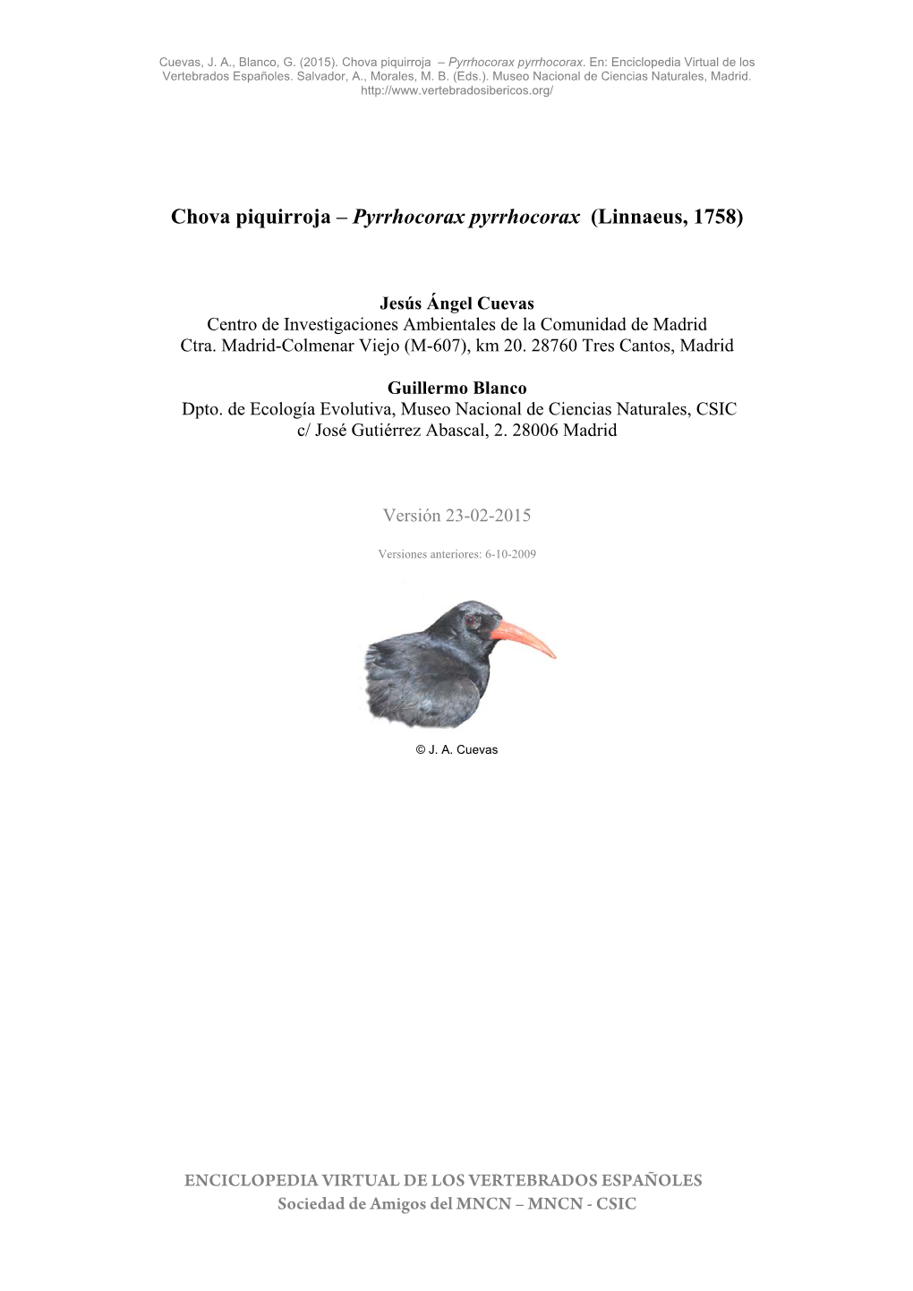 Chova Piquirroja – Pyrrhocorax Pyrrhocorax