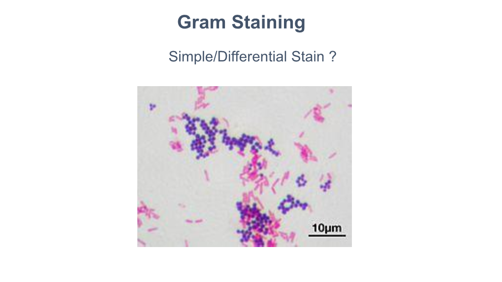 Gram Staining