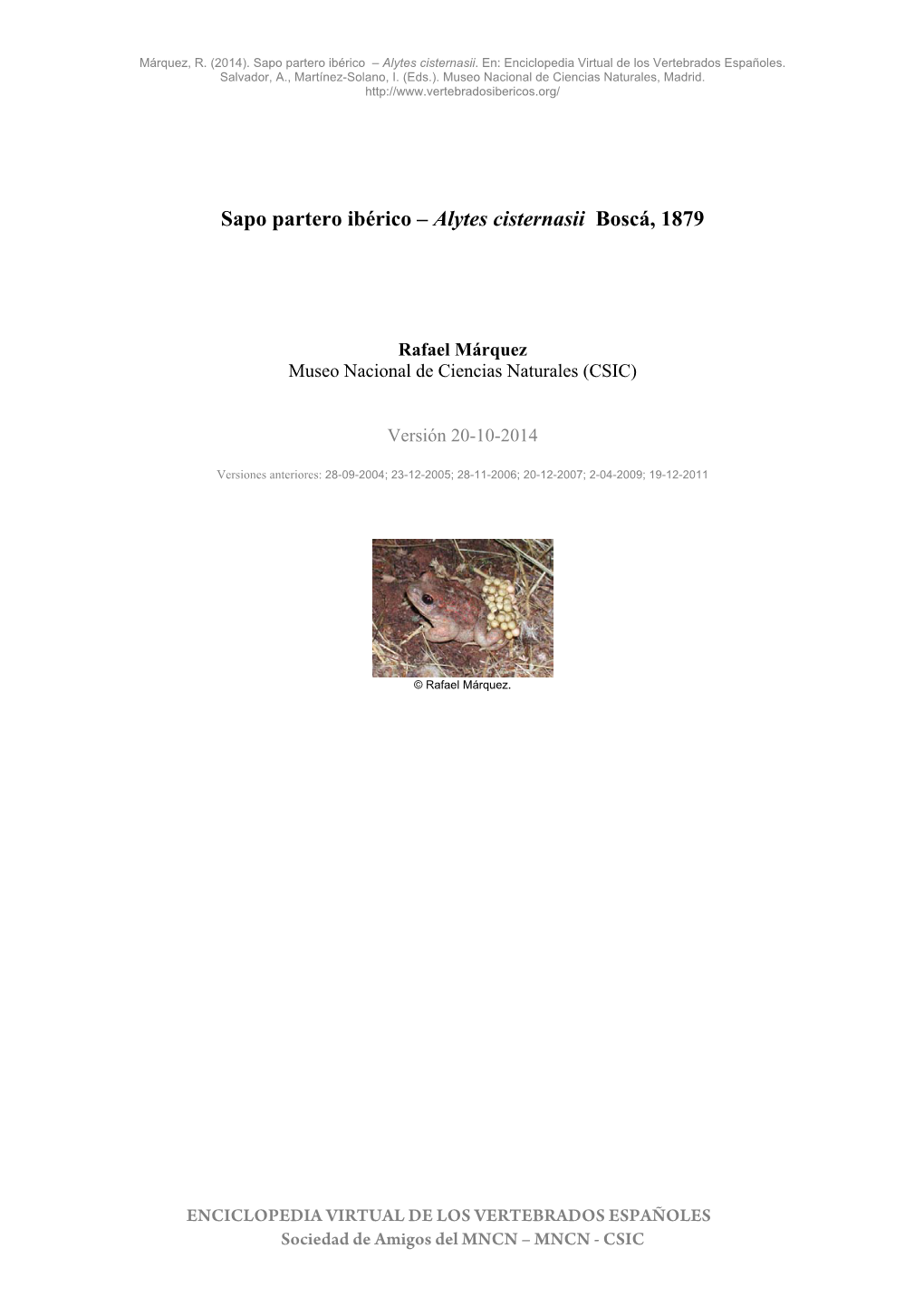 Sapo Partero Ibérico – Alytes Cisternasii Boscá, 1879