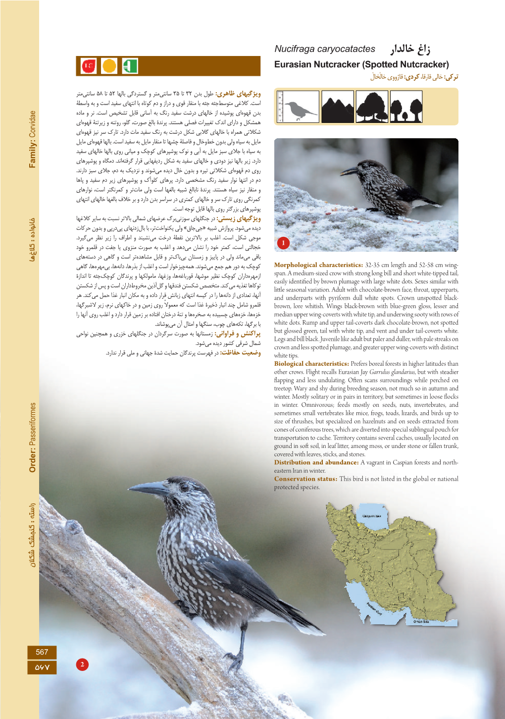 زاغ خالدار Nucifraga Caryocatactes Eurasian Nutcracker (Spotted Nutcracker) 7 7 ترکی: خالی قارقا، کردی: قاژووی خالخال