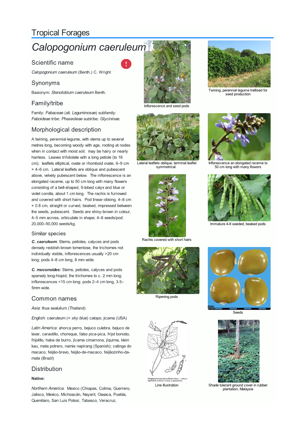 Calopogonium Caeruleum Scientific Name  Calopogonium Caeruleum (Benth.) C