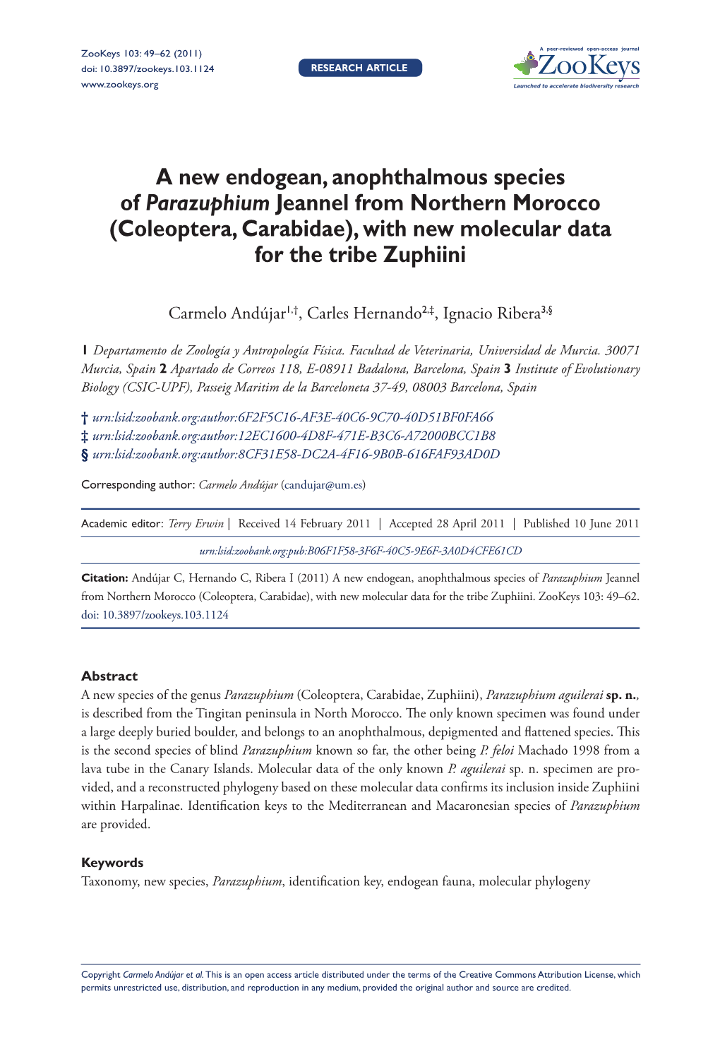 A New Endogean, Anophthalmous Species of Parazuphium Jeannel from Northern Morocco (Coleoptera, Carabidae), with New Molecular Data for the Tribe Zuphiini