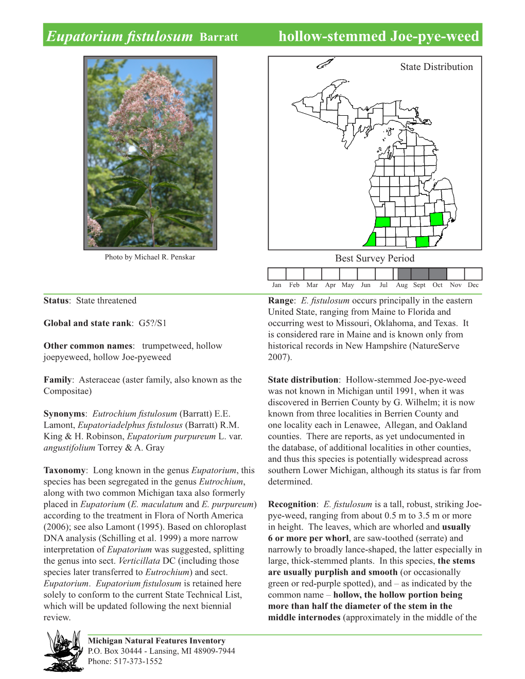 Eupatorium Fistulosum Barratt Hollow-Stemmed Joe-Pye-Weed