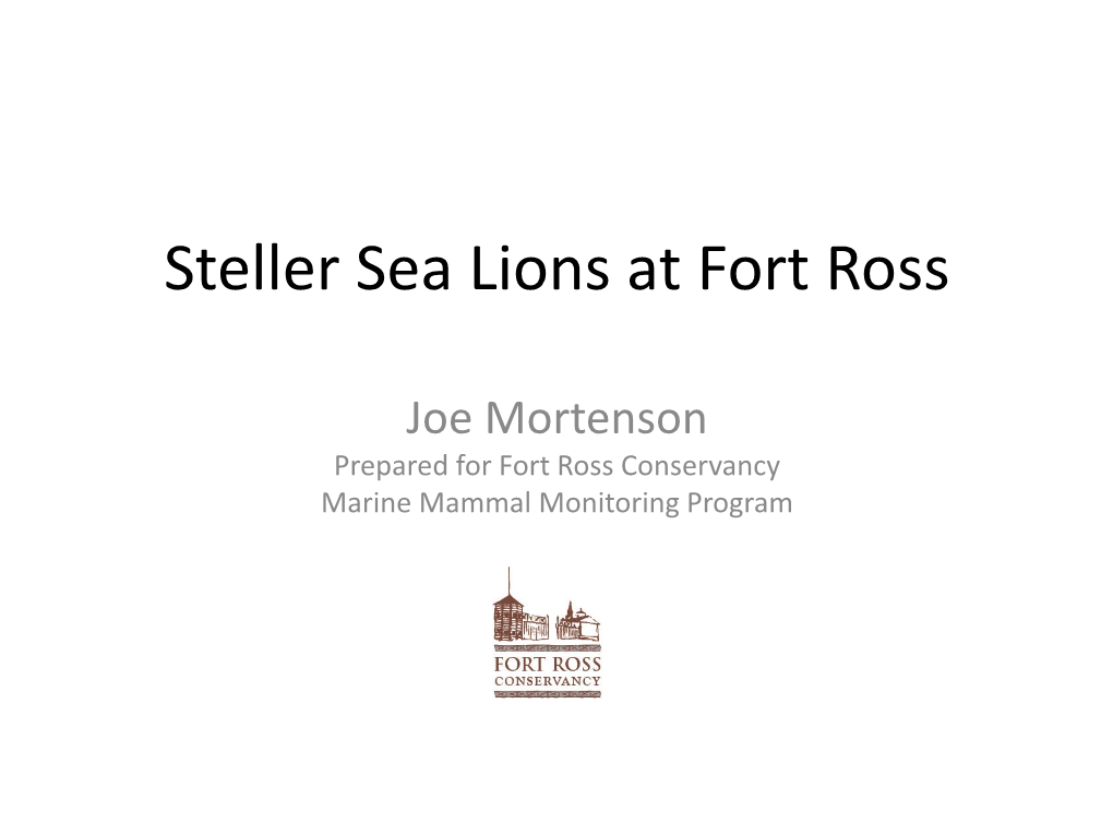 Steller Sea Lions at Fort Ross, by Joe Mortenson