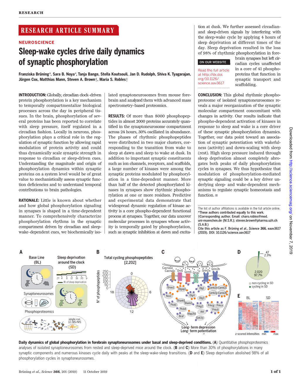 Sleep-Wake Cycles Drive Daily Dynamics of Synaptic Phosphorylation Franziska Brüning, Sara B