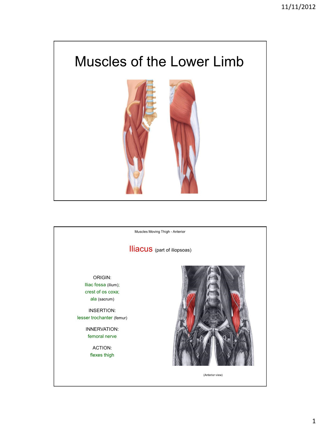 Muscles of the Lower Limb