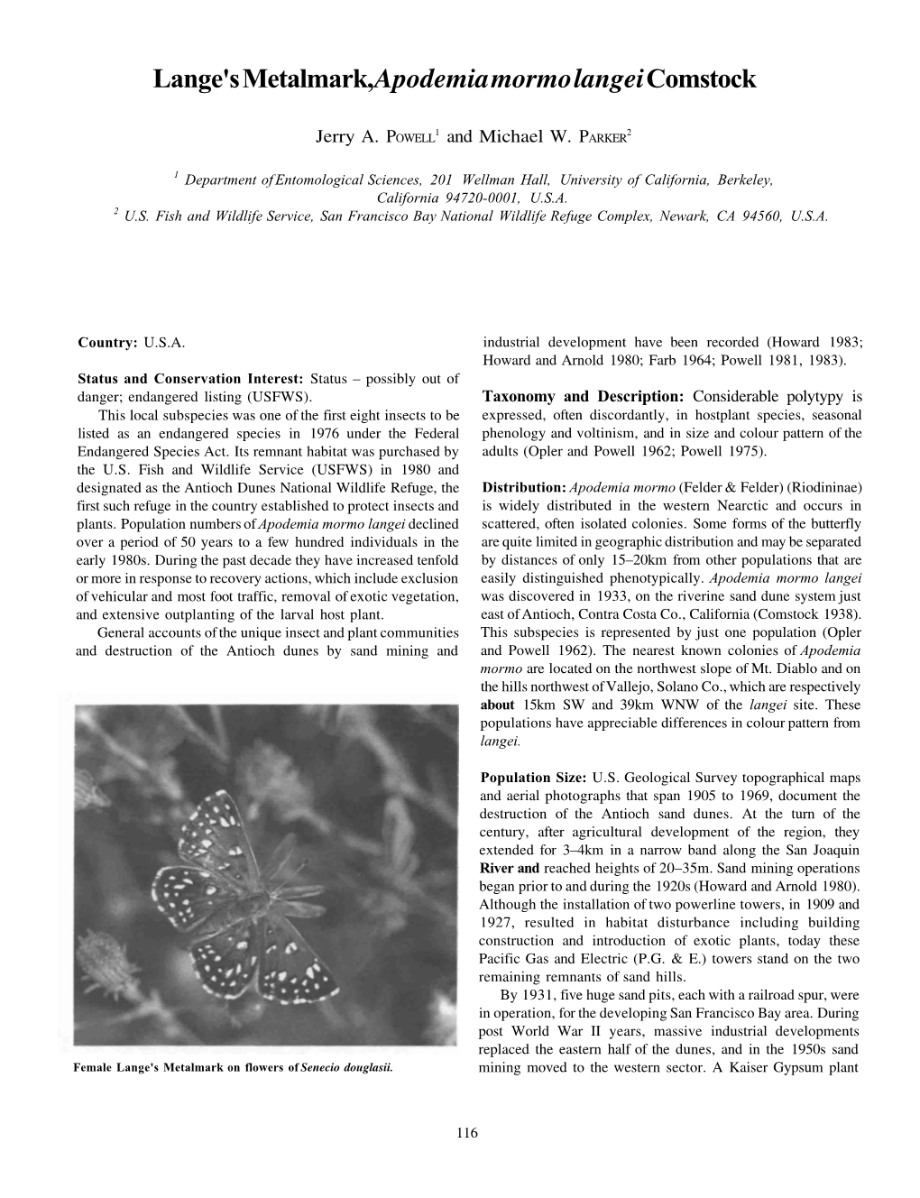 Lange's Metalmark,Apodemia Mormo Langeicomstock