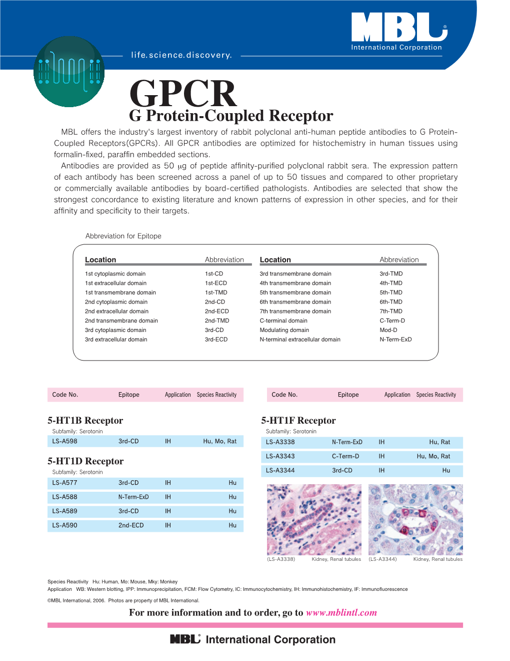 G Protein-Coupled Receptor GPCR