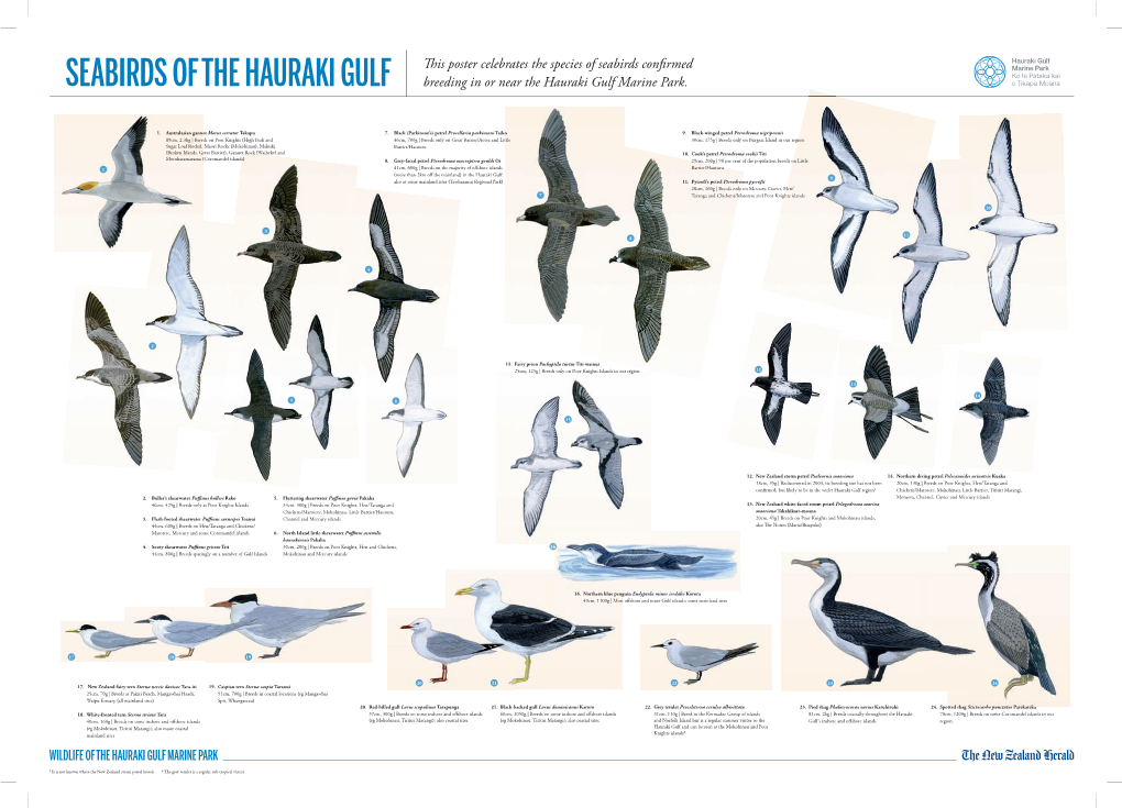 SEABIRDS of the HAURAKI GULF Breeding in Or Near the Hauraki Gulf Marine Park