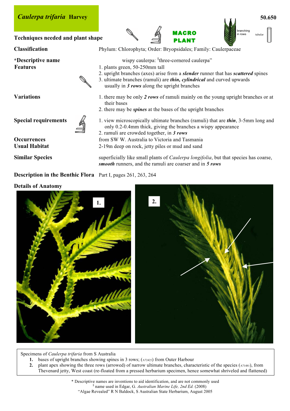 Caulerpa Trifaria Harvey 50.650